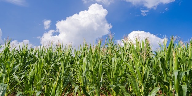 Pola kukurydzy pod błękitne niebo