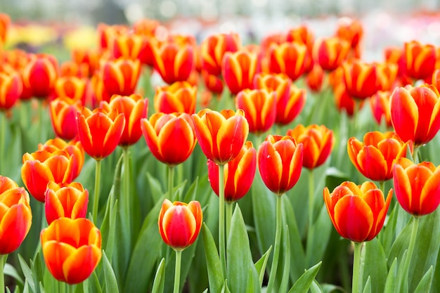 Pola kwiatów tulipanów pomarańczowy