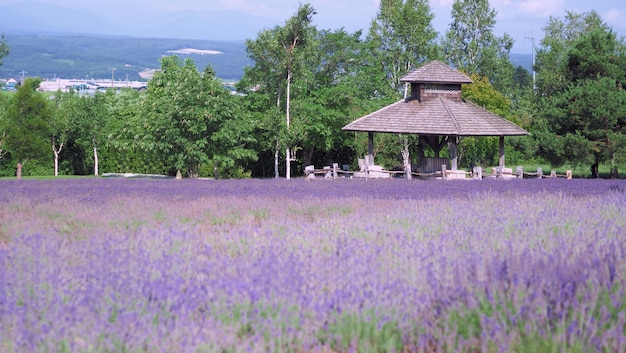 Pola Lawendy Kwitną Na Hokkaido W Japonii, Aby Odpocząć Latem Lub Wiosną