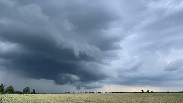 Pola Pszenicy Z Kłoskami Z Bliska