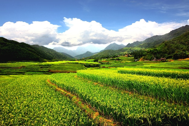 Pola ryżowe Mu Cang CHAI, taras ryżowy w porze deszczowej po deszczu. przyroda zieleń najlepsze środowisko SAPA WIETNAM .