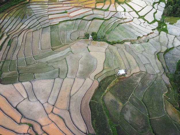 Pola ryżowe na początku uprawy w Azji