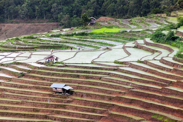 Pola ryżowe na tarasach w Chiang Mai Tajlandia