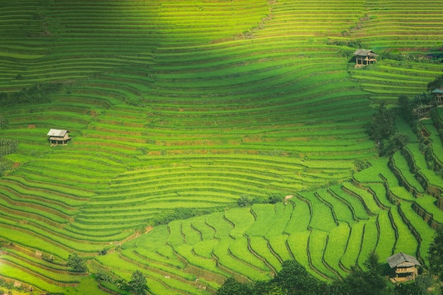 Pola ryżowe na tarasie Mu Cang Chai YenBai Wietnam