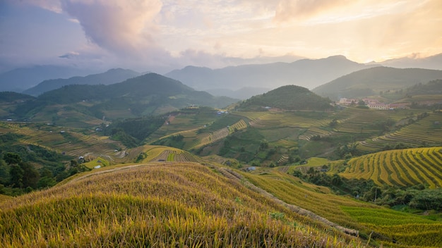 Pola Ryżowe Na Tarasie W Porze Deszczowej W Mu Cang Chai, Yen Bai, Wietnam