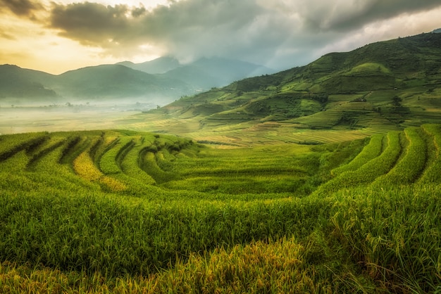 Pola ryżowe przygotowują żniwa w północno-zachodniej Wietnamie. Wietnamskie krajobrazy.
