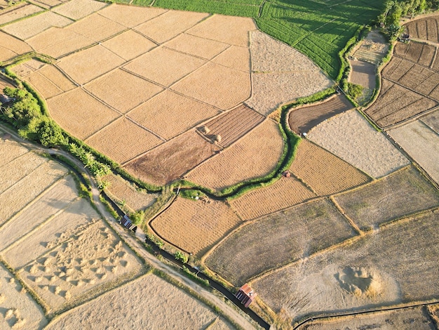 Pola Ryżowe Są Zbierane