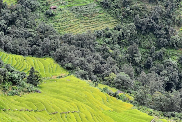 Pola ryżowe w Nepalu