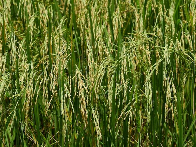 Pola ryżowe w pobliżu zbiorów