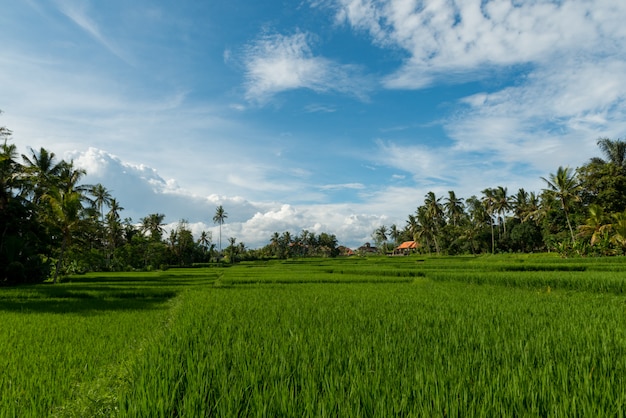 Pola ryżowe w Ubud