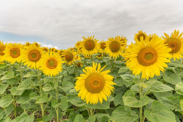 Pola słoneczników lub słońca Helianthus annuus uprawiane dla swoich jadalnych nasion mąki i oleju