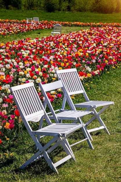 Pola tulipanów z scenerią w słoneczny dzień