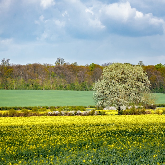 Pola uprawne w Cambridgeshire w słoneczny wiosenny dzień