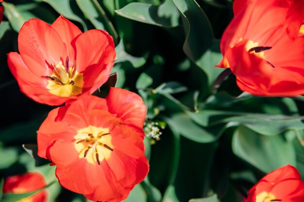 Polana czerwonych tulipanów Kwiaty w parku na klombie Naturalne tło i tekstura