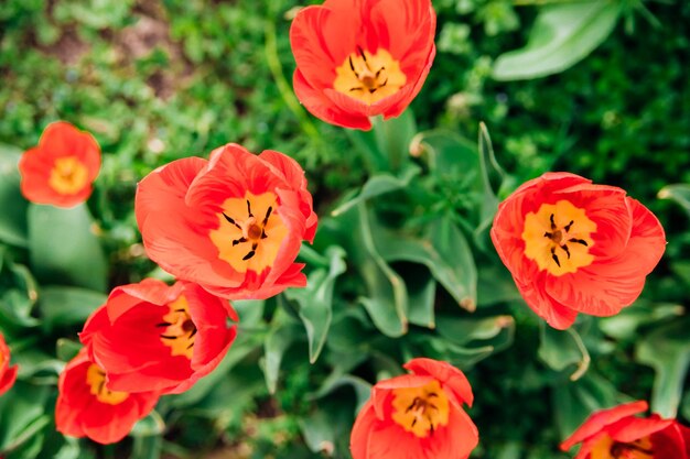 Polana Czerwonych Tulipanów Kwiaty W Parku Na Klombie Naturalne Tło I Tekstura