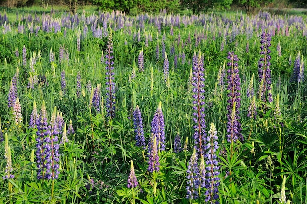 Polana porośnięta łubinem błękitnym Lupinus Region moskiewski Rosja