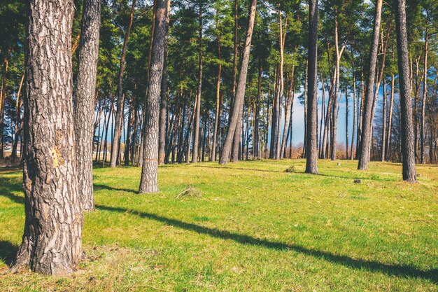 Polana w sosnowym lesie w słoneczny wiosenny dzień