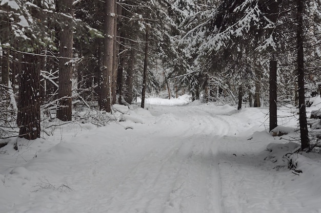 Polana w zaśnieżonym styczniowym lesie sosnowym w pochmurny poranek Region moskiewski Rosja