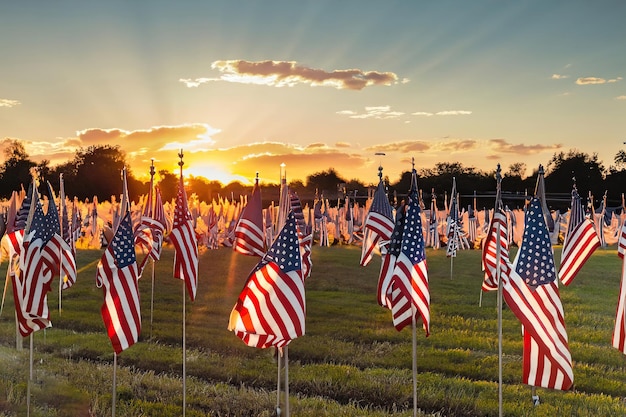 Pole amerykańskich flag z zachodzącym za nimi słońcem