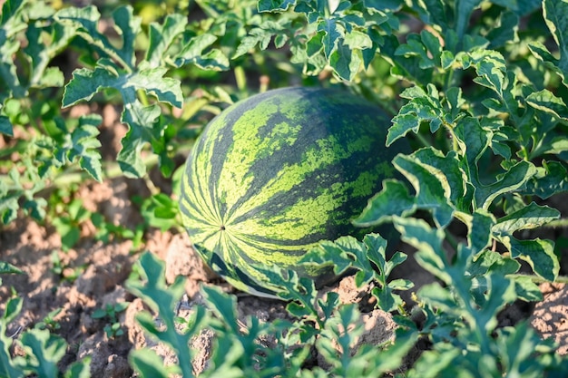 Pole Arbuza Z Owocami Arbuza świeży Arbuz Na Ziemi Rolnictwo Ogród Farma Arbuzów Z Roślinami Drzew Liściastych Zbieranie Arbuzów Na Polu