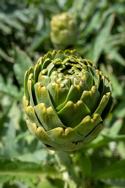 Pole artichoke. Roślina artichoke rosnąca w ogrodzie warzywnym. Urla - Izmir - Turcja