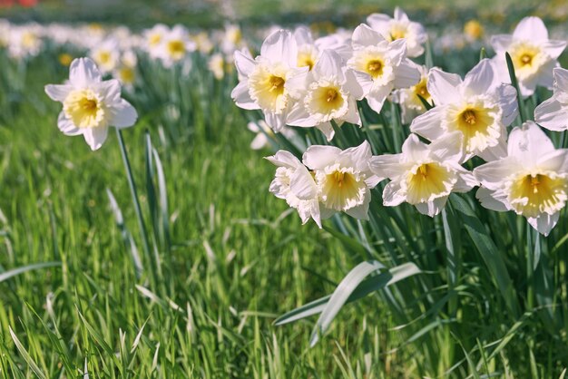 Pole białych i żółtych żonkili ze słowem daffodils.