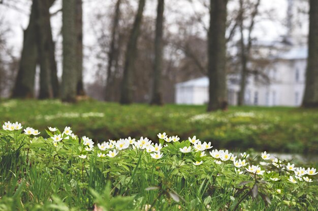 Pole białych kwiatów z domem w tle