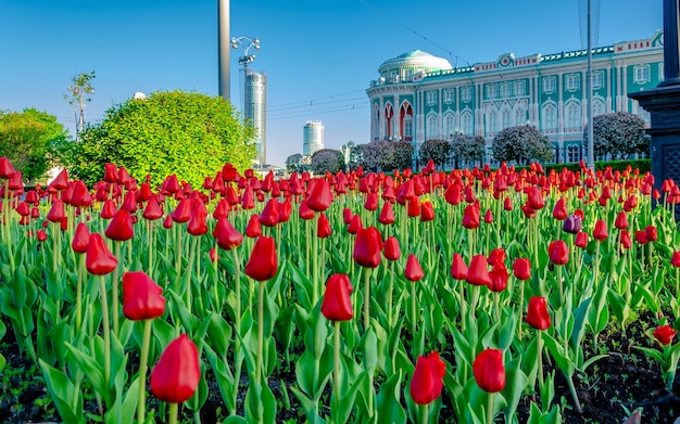 Pole czerwonych tulipanów przed budynkiem z dużym budynkiem w tle.