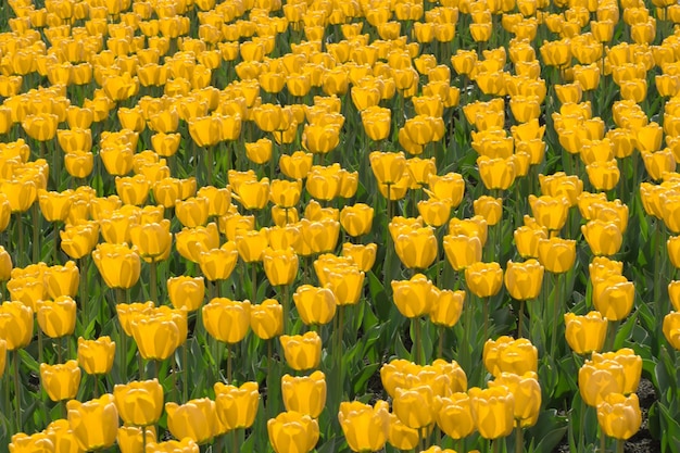 pole czerwonych tulipanów