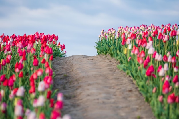 Pole czerwonych tulipanów