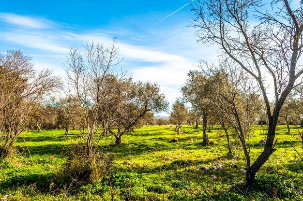 Pole drzew oliwnych zimą