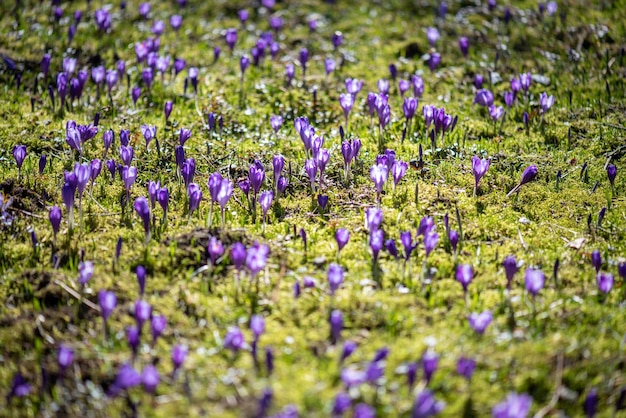 Pole fioletowych kwiatów krokusów ze słowem krokus na dole.