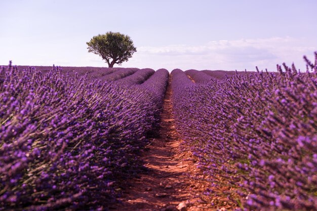 pole fioletowych kwiatów lawendy z samotnym drzewem valensole prowansja francja