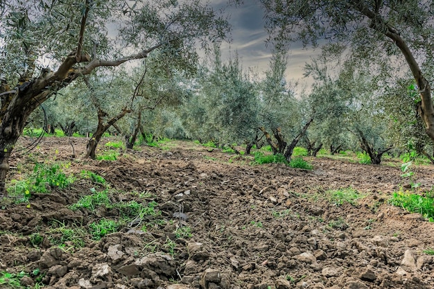 Pole gaju oliwnego niedawno uprawiane