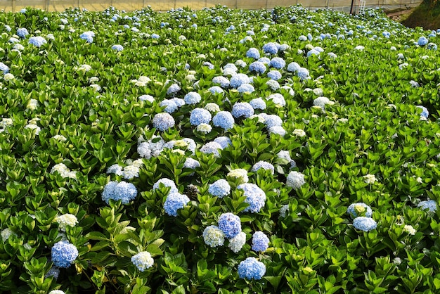 Pole hortensji na tle szklarni i plantacji w mieście Da Lat w Wietnamie