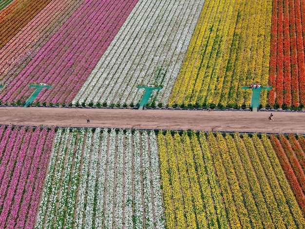 pole kolorowych kwiatów podczas corocznego kwitnienia, które trwa od marca do połowy maja