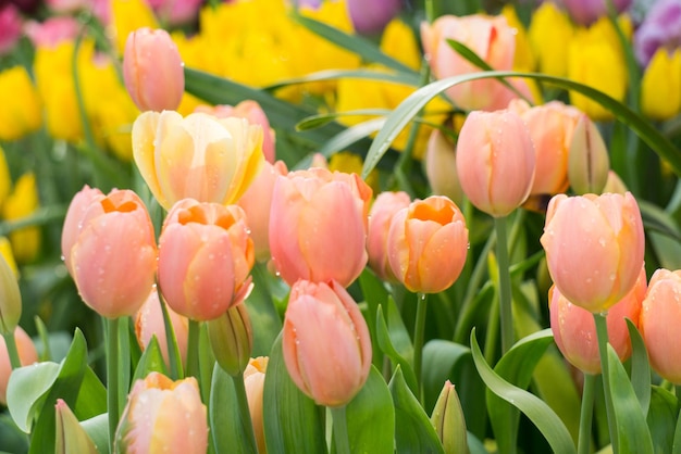 Pole Kolorowych Tulipanów