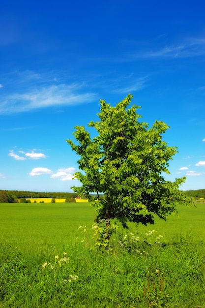 Pole kukurydzy na wiosnę Pola uprawne na wiosnę dużo miejsca na kopie