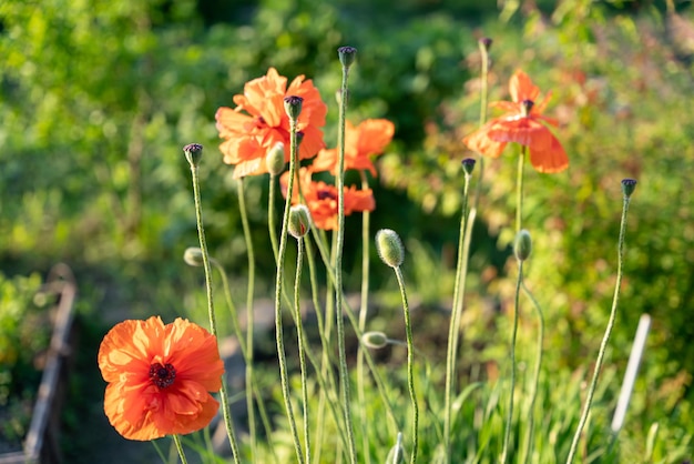 Pole kwiatów maku kukurydzianego rhoeas papaver na wiosnę