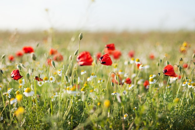 Pole kwiatów maku kukurydzianego rhoeas papaver na wiosnę