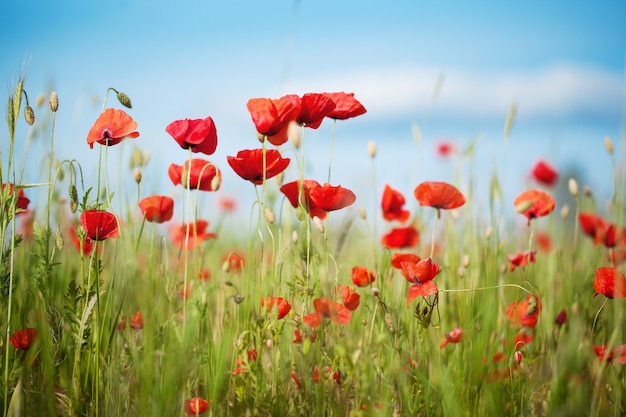 Pole Kwiatów Maku Papaver Rhoeas W Lecie, Selektywne Focus