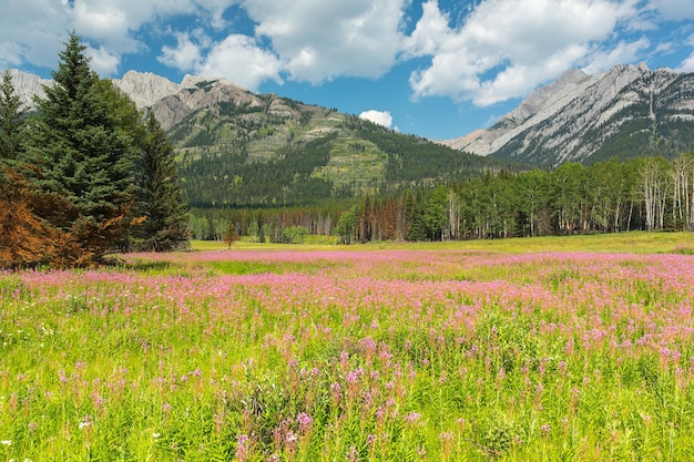 Pole kwiatów w kanadyjskich górach skalistych w banff kanada