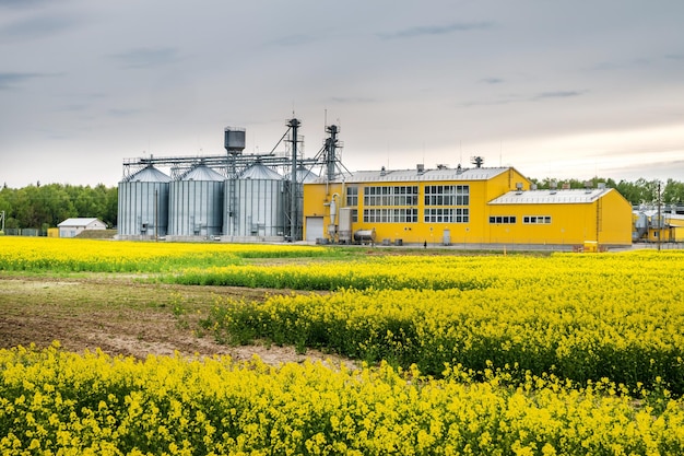 Zdjęcie pole kwiatowe rzepaku rzepakowego w brassica napus na zakładzie przetwórstwa rolnego do przetwórstwa i silosach srebra do suszenia czyszczenie i przechowywanie produktów rolnych mąka zboża i zboża