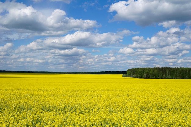 pole kwitnącego żółtego rzepaku i błękitne niebo