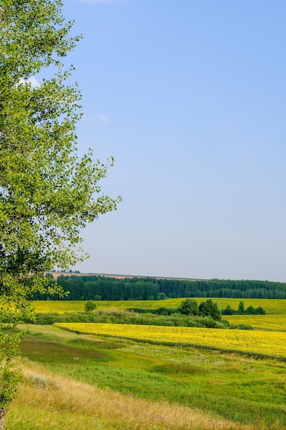 Pole kwitnący słoneczniki na tło zmierzchu