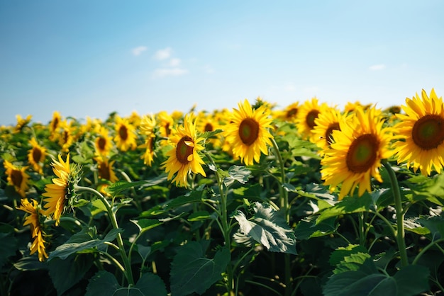 Pole kwitnących słoneczników Organiczne i naturalne tło kwiatu Rolne w słoneczny dzień