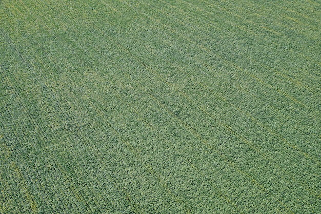 Pole Kwitnących Słoneczników. Słoneczniki Polowe Anteny.