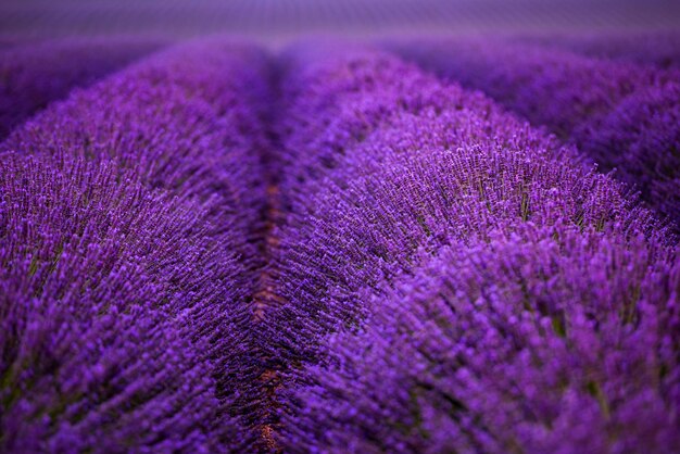 Zdjęcie pole lawendy latem fioletowe kwiaty aromatyczne w pobliżu valensole w prowansji we francji