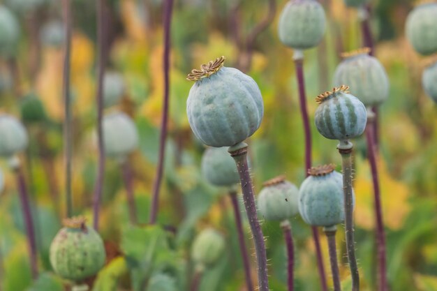 Pole maków Papaver somniferum Maki uprawa rolniczaxA