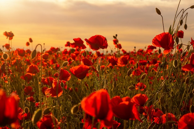 Pole maków w pełnym rozkwicie przed światłem słonecznym Pole czerwonych maków na tle nieba o zachodzie słońca Dzień Pamięci Dzień Pamięci Anzac Day w Nowej Zelandii Australia Kanada i Wielka Brytania Koncepcja zawieszenia broni